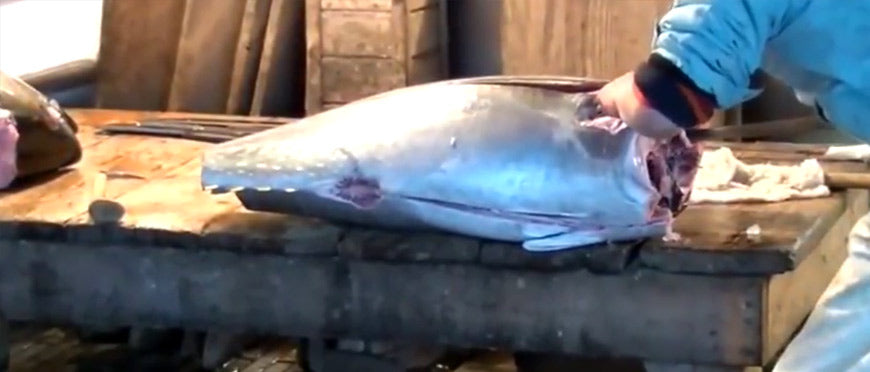Tsukiji Market & Tuna Auction